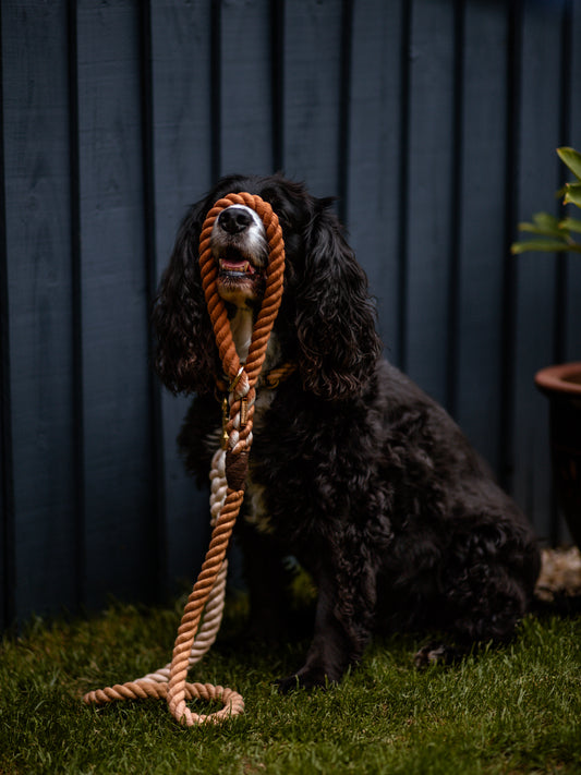 The Big Boy rope lead
