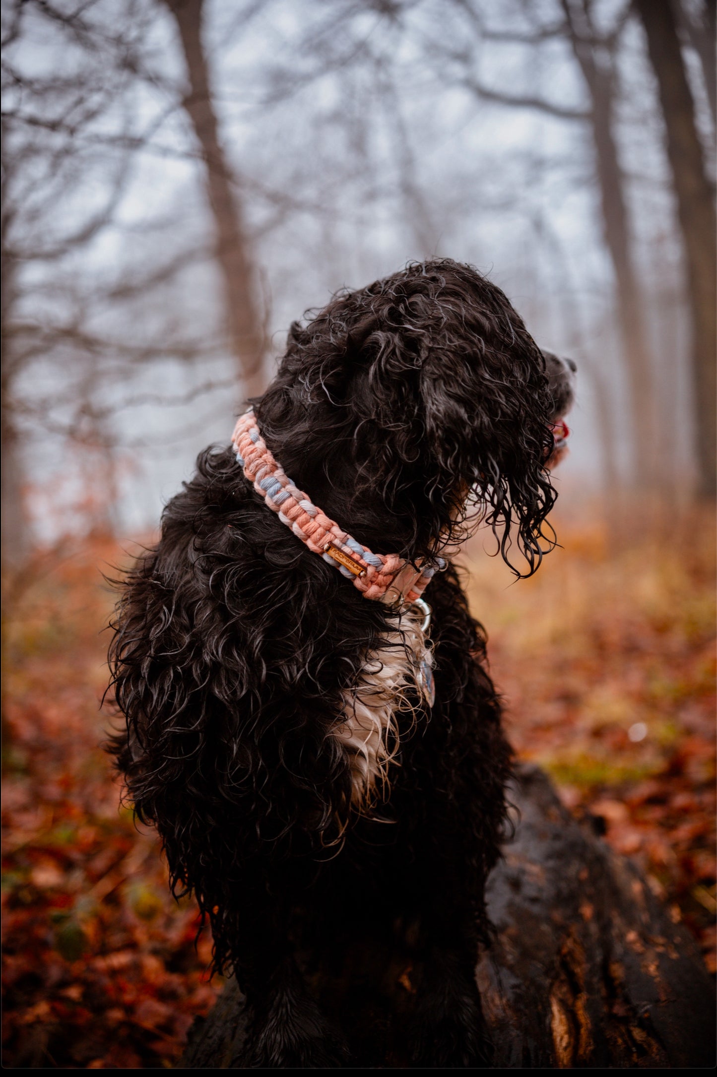 English Enchantment collars