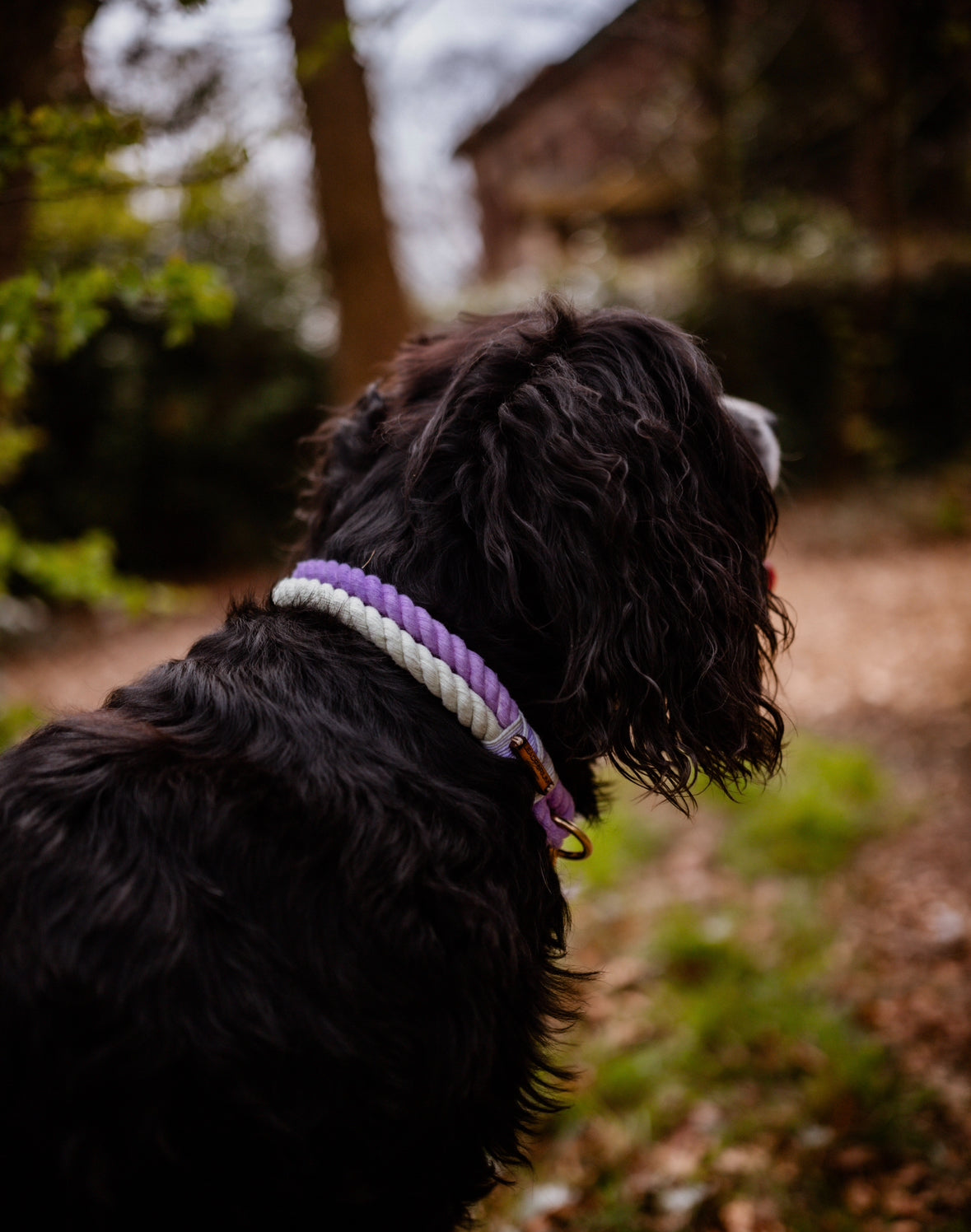 Lavender Fields Dog Collars