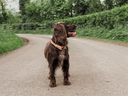 The Big Boy Rope Collar