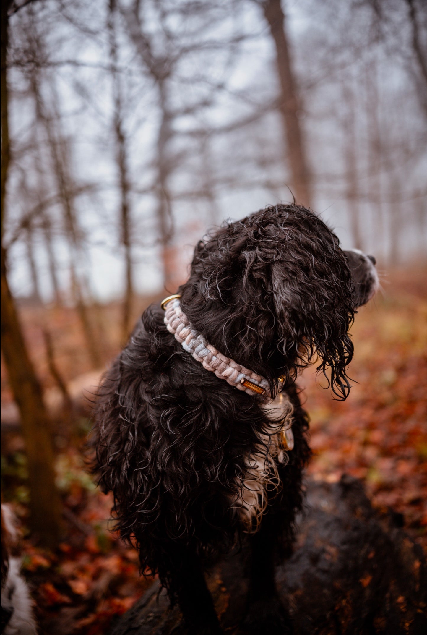 English Enchantment collars