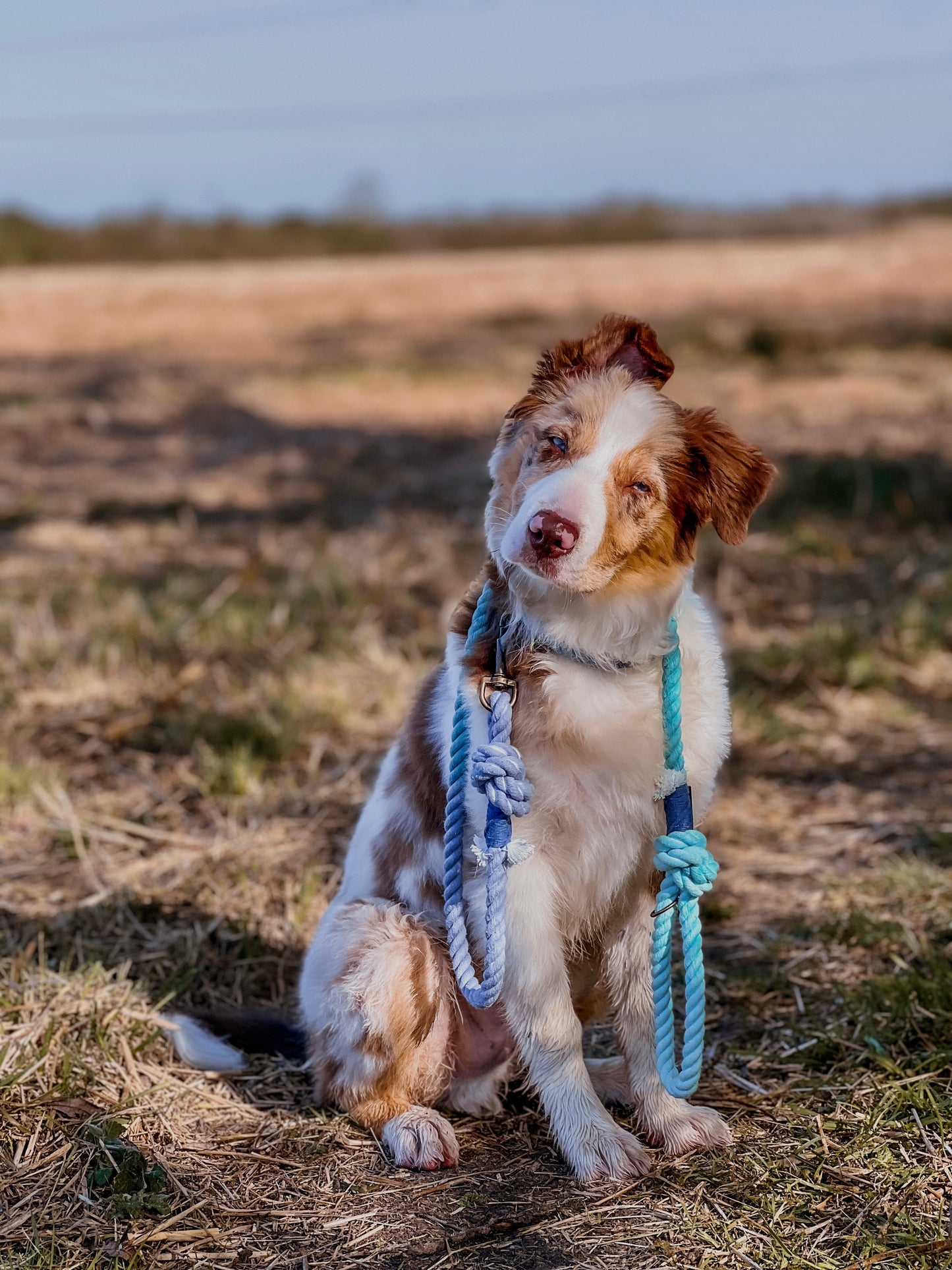 The Knotted Rope Dog Lead