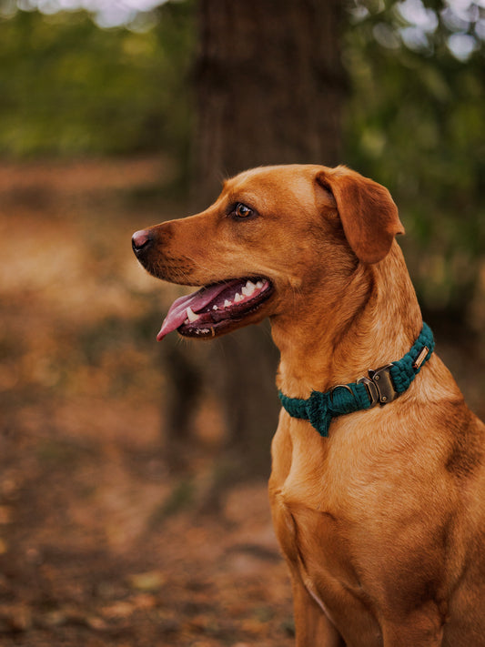 Macrame collars