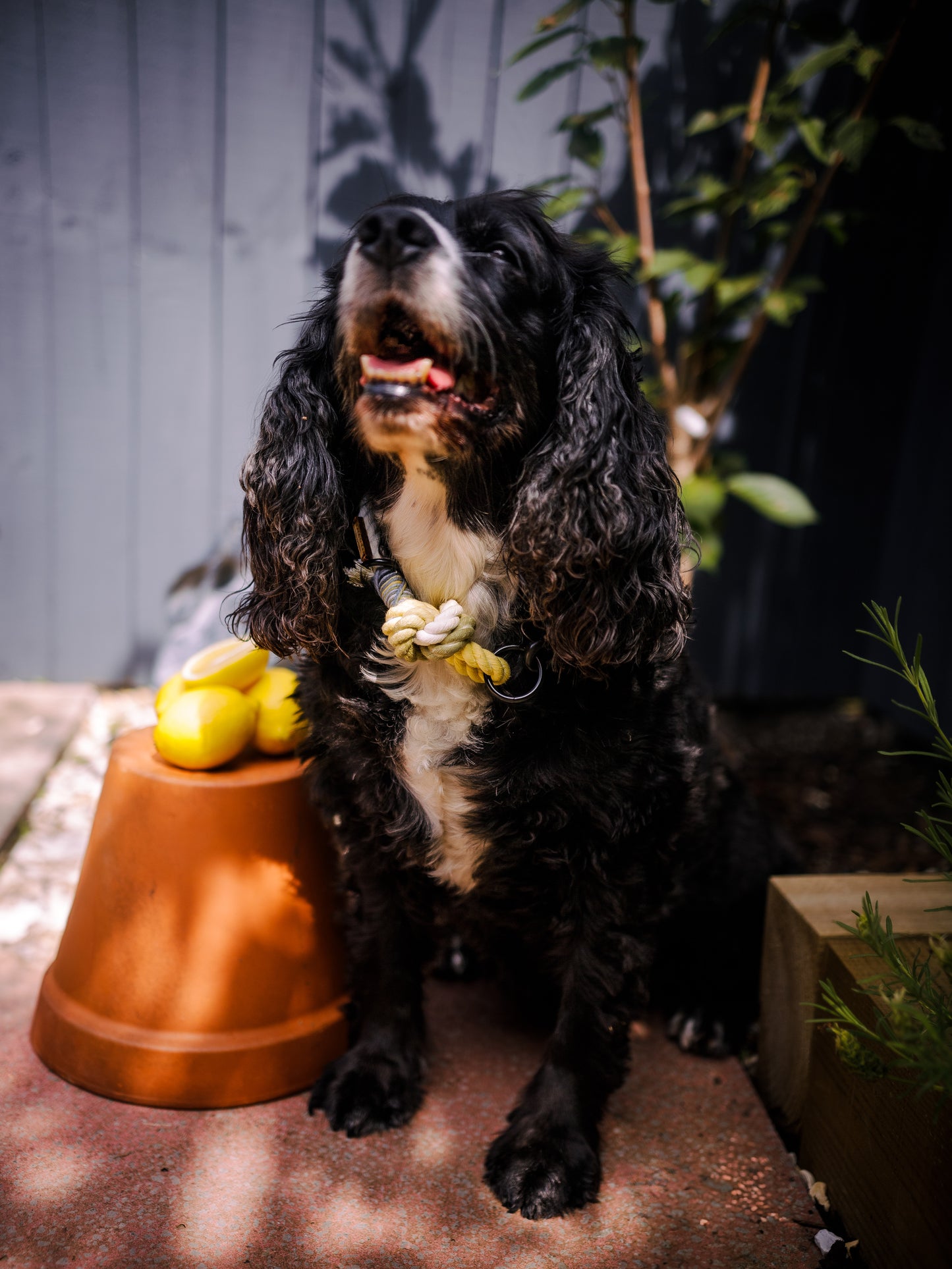 Amalfi, The Dog Collars