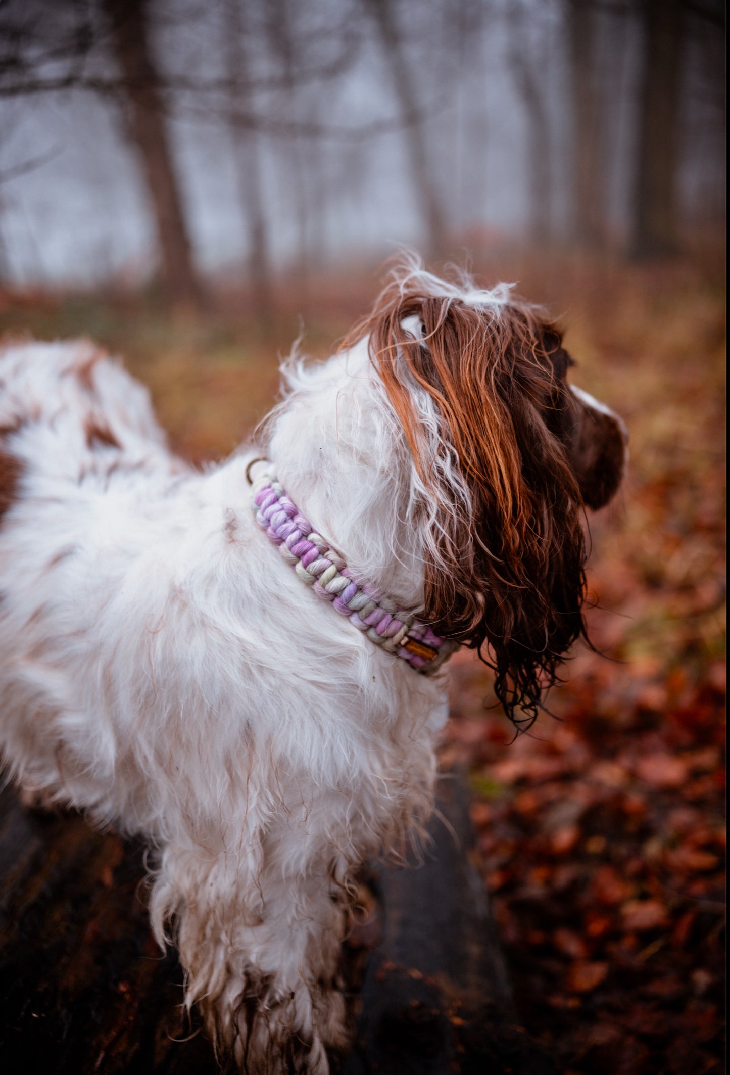 English Enchantment collars