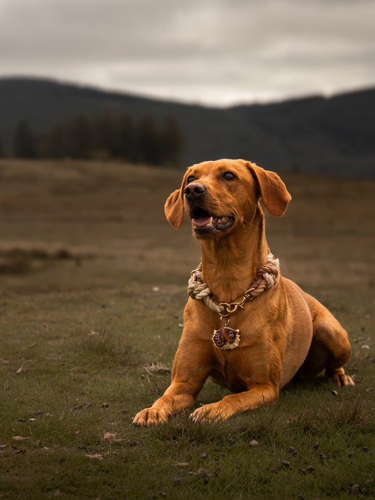 The Knotted Rope Dog Collar