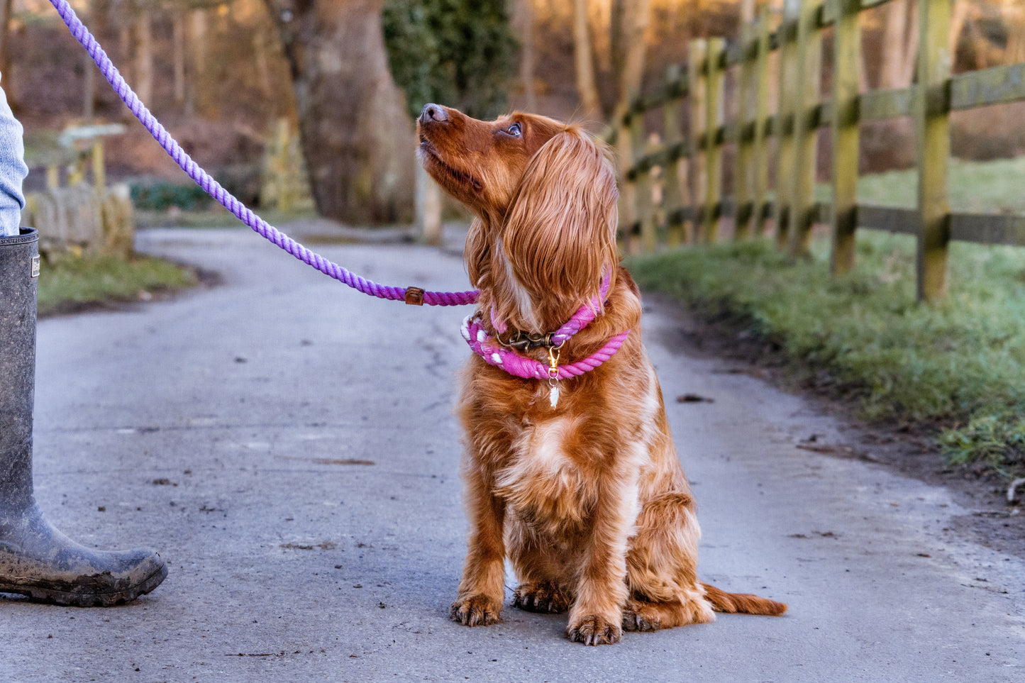Ombré Big Boy Collar