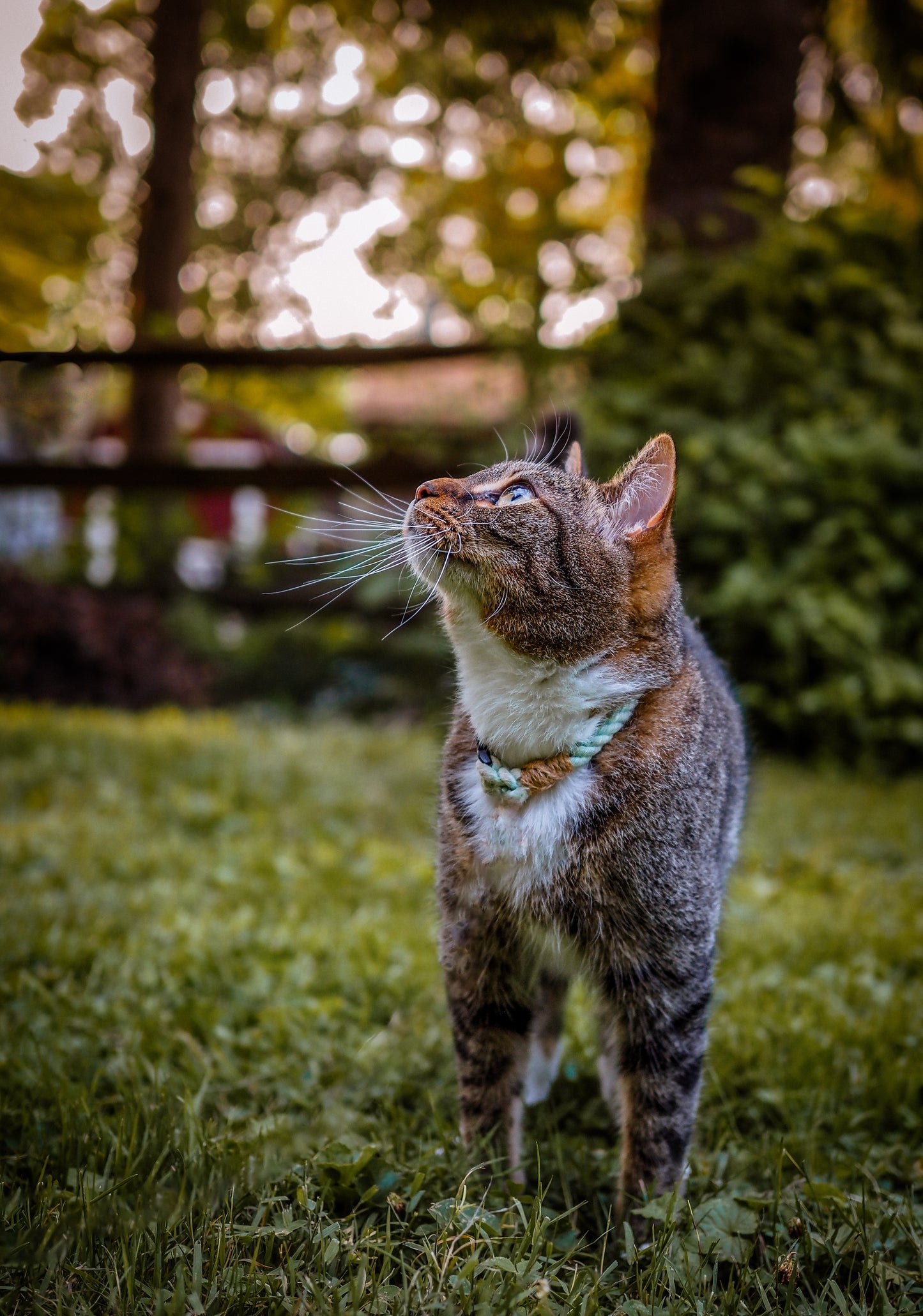 The Cat Rope Collar