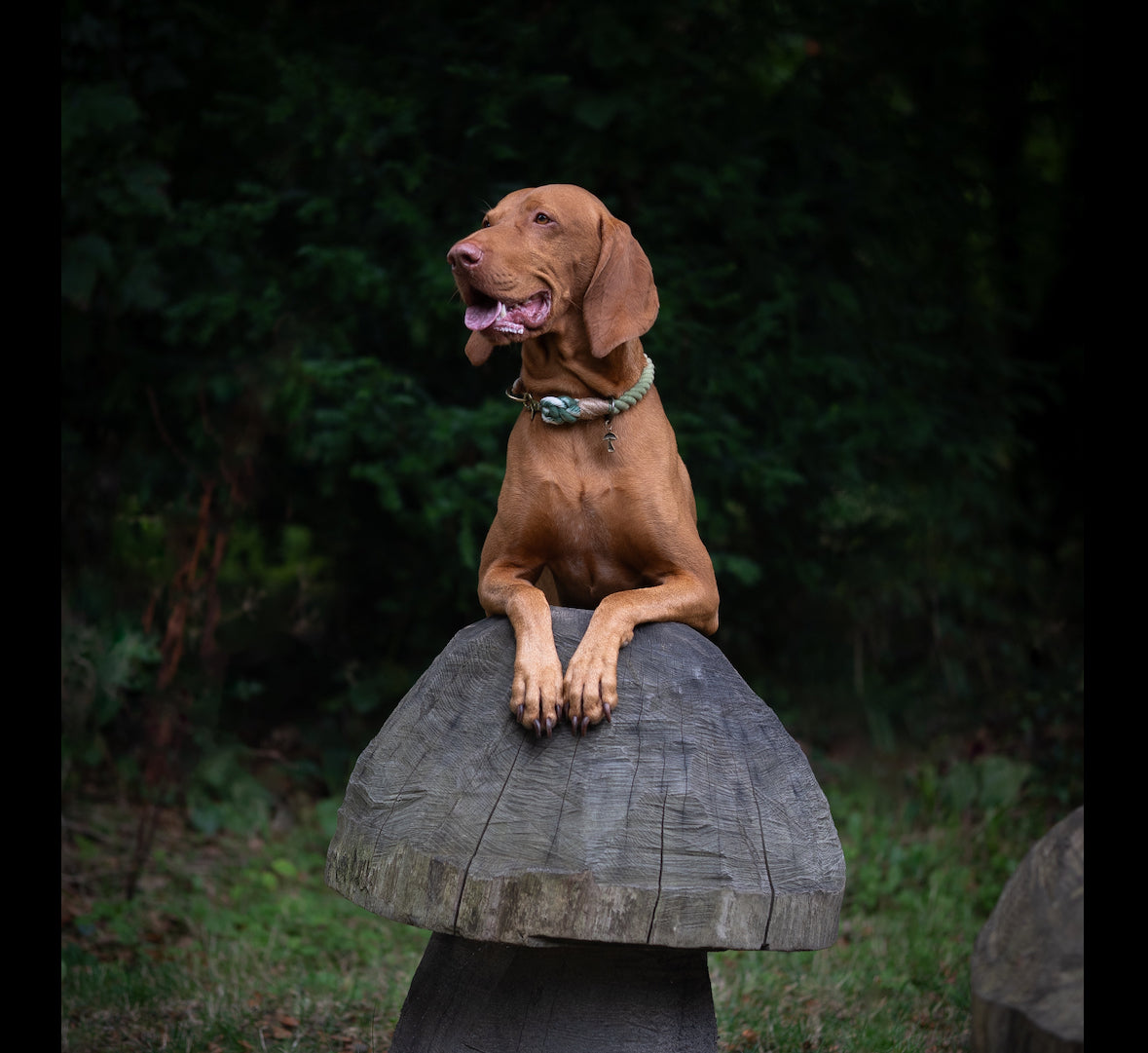 Ombré Standard Clip Collar