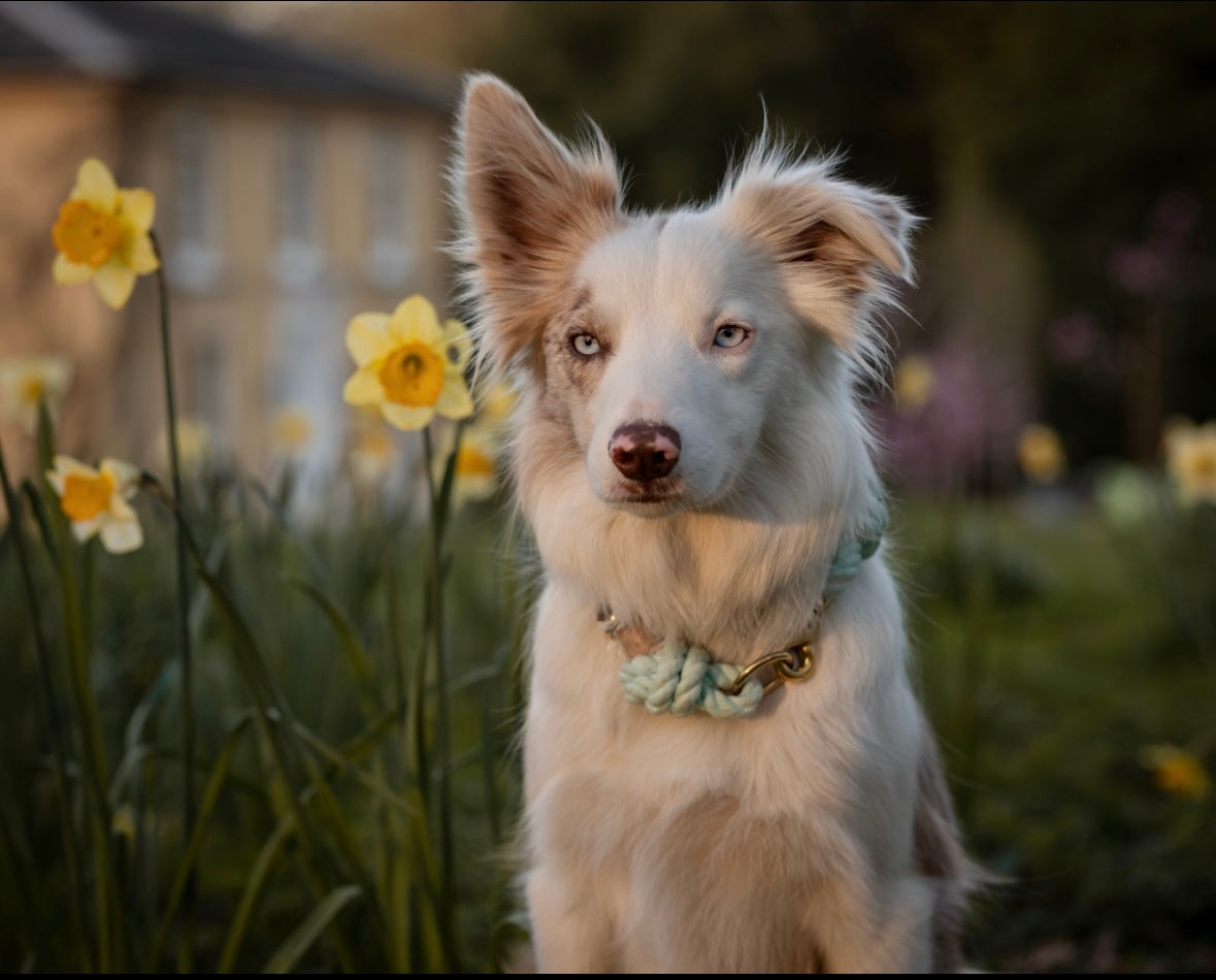 The Knotted Rope Dog Collar