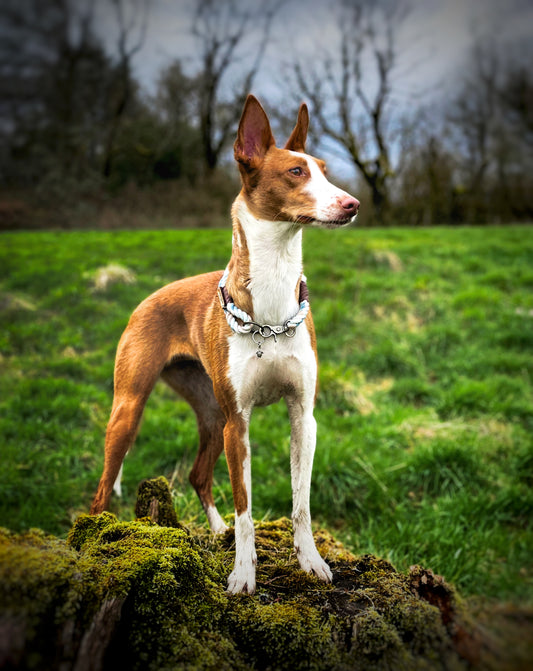 The Double Up Rope ID Collar