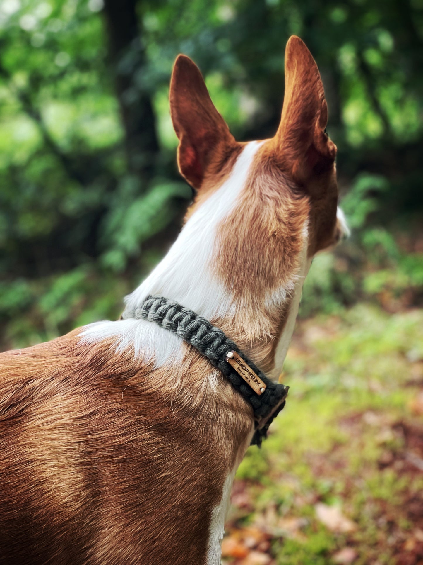 The Collaboration collars