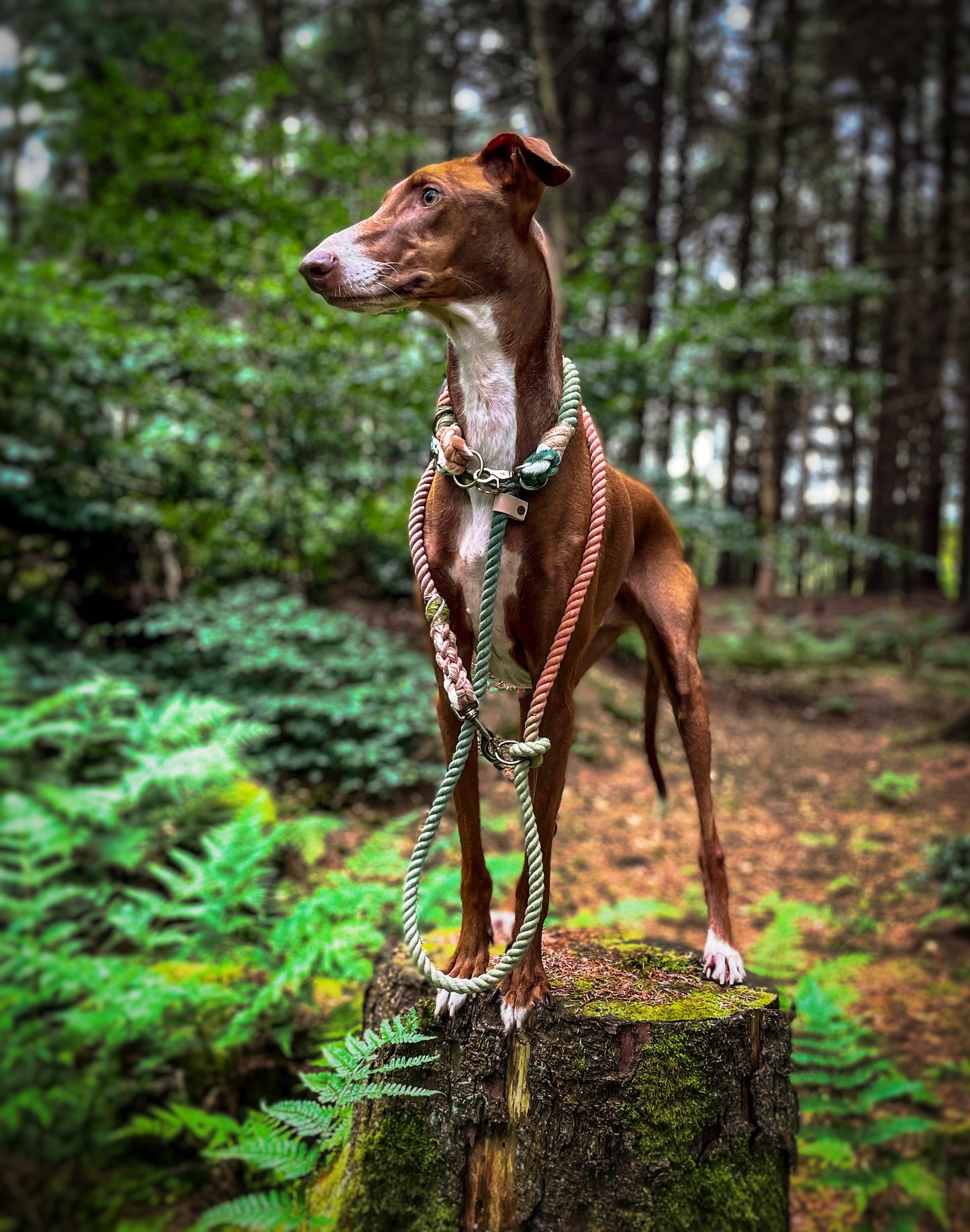 Ombré Hands Free Lead