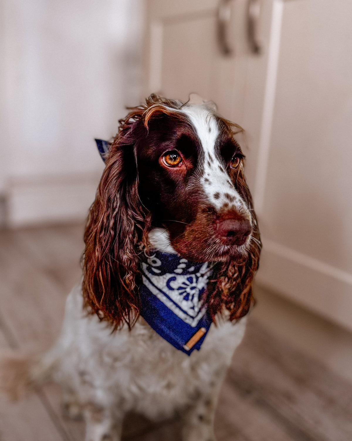 Cotton Bandana in Indigo
