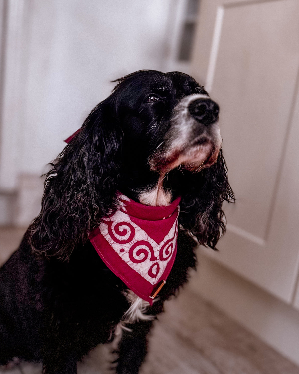 Cotton bandana in Claret