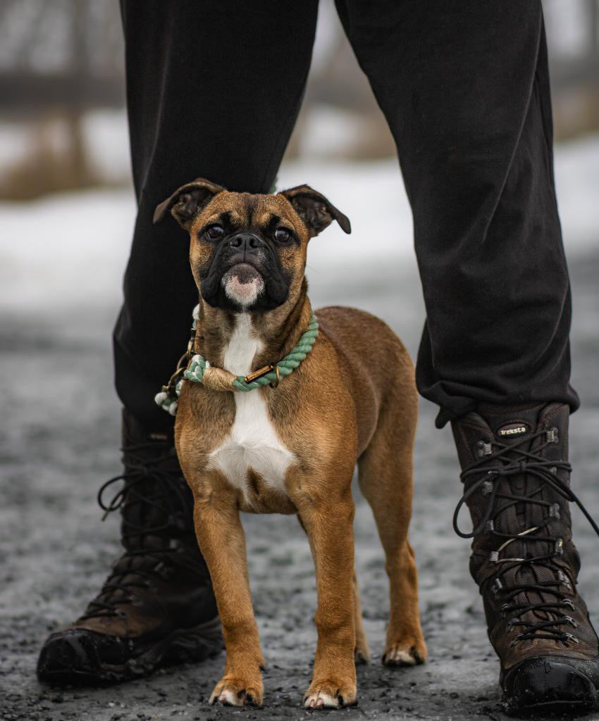 The Big Boy Rope Collar