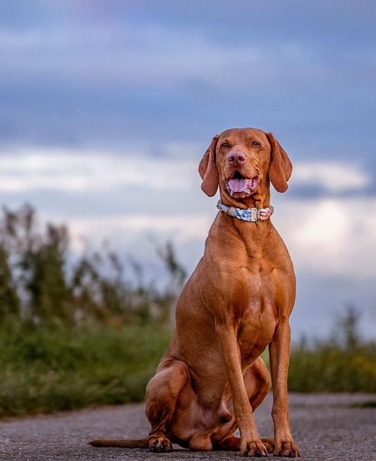 Ombré Quick Release Collar