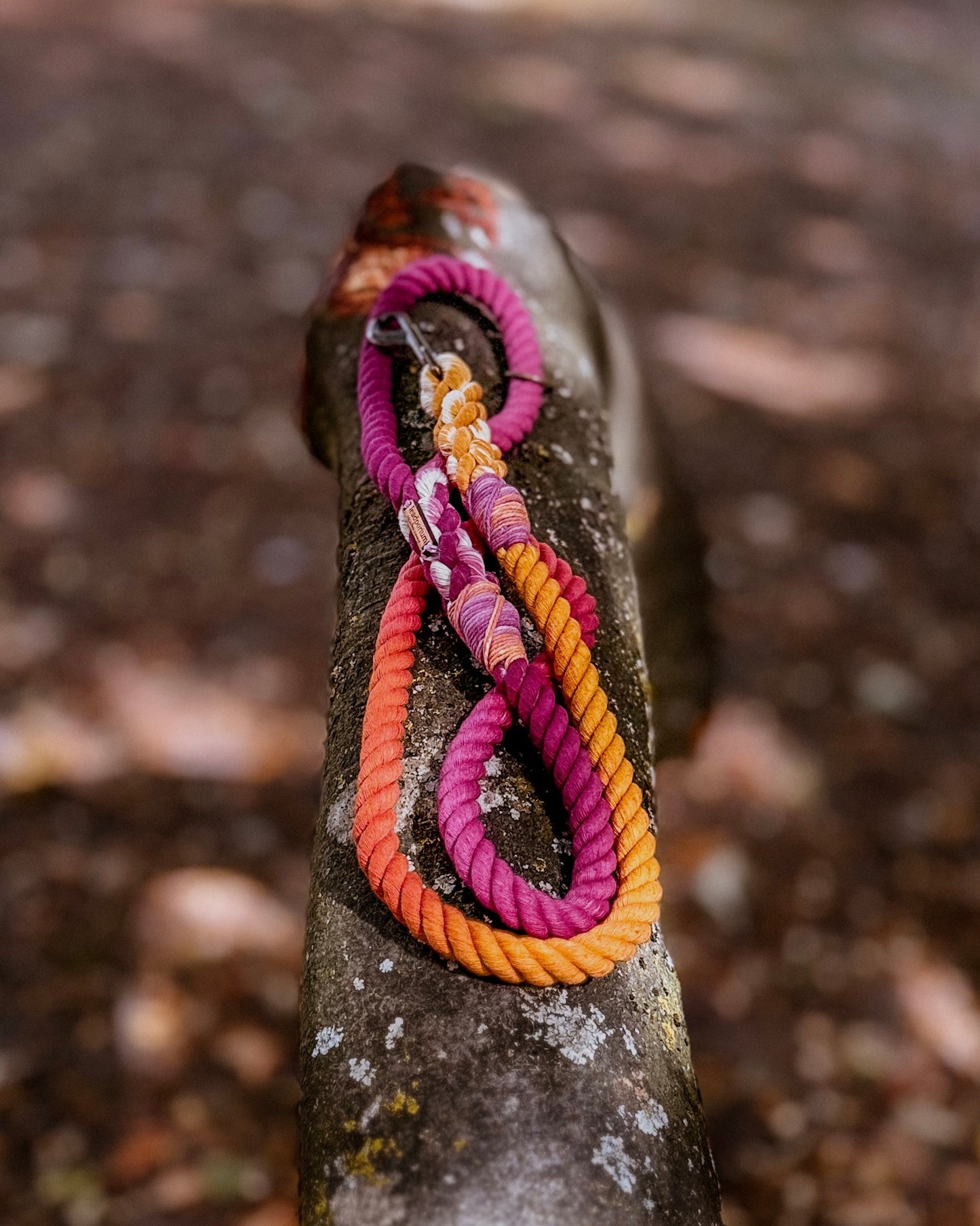 Autumn Blush, The Leads