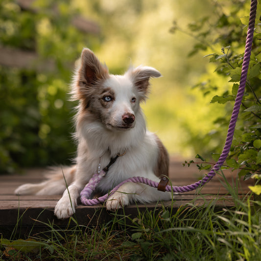 The Slip & Clip Rope Lead