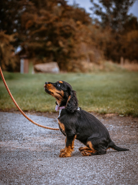 The Slim Rope Lead