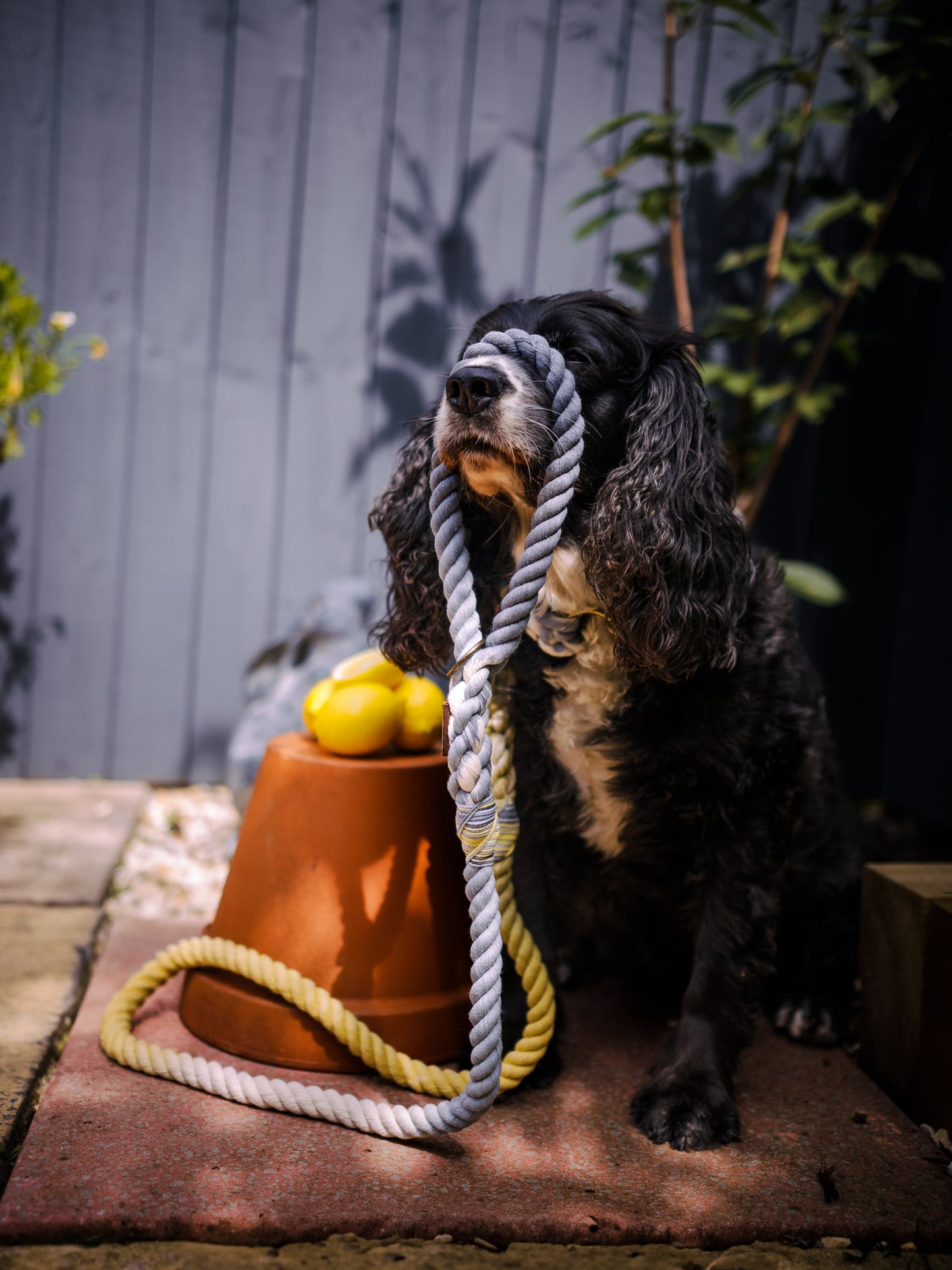 Amalfi, The Dog Leads
