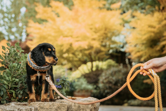 Ombré Slim Clip Lead