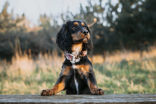 The Standard Rope Collar