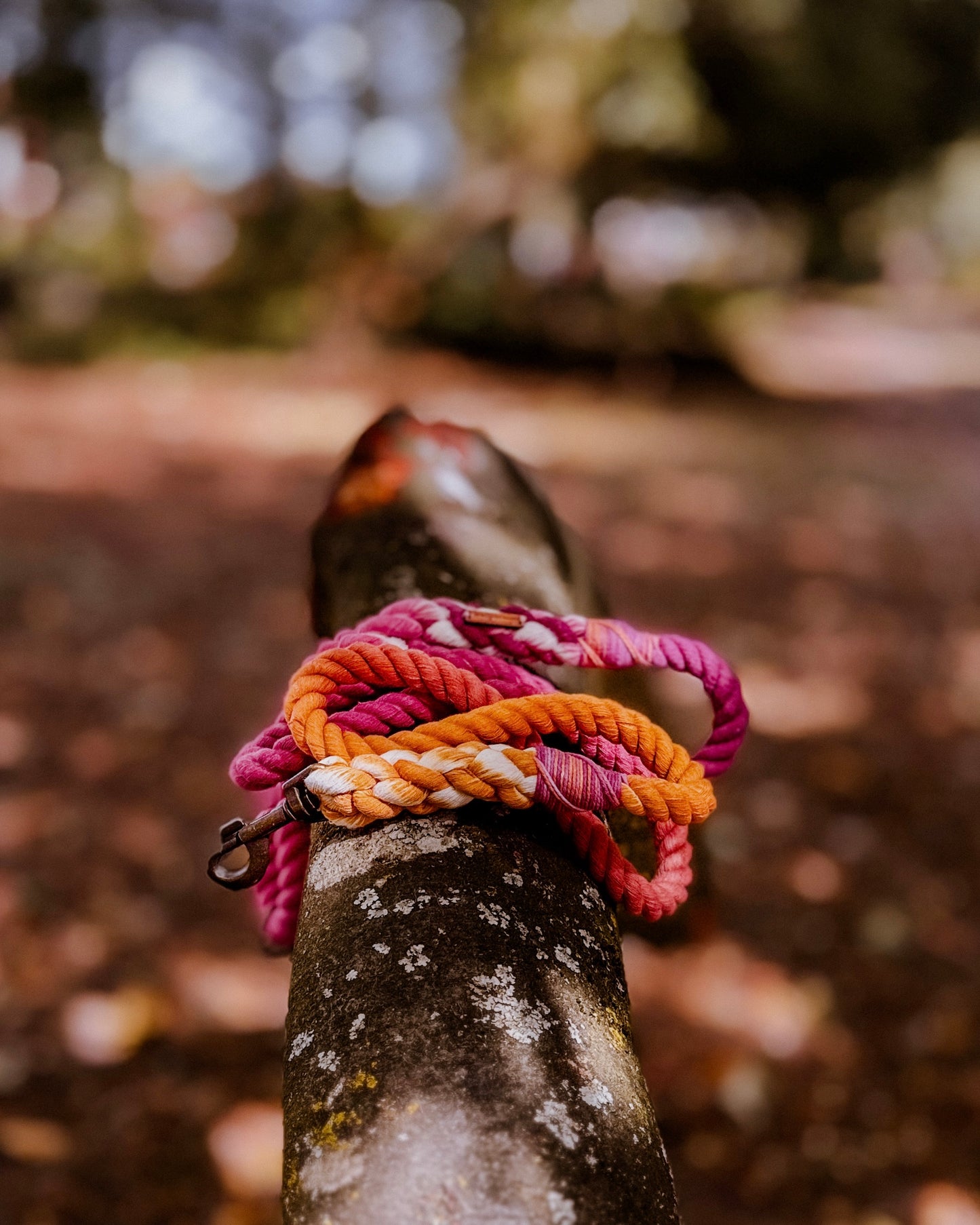 Autumn Blush, The Leads