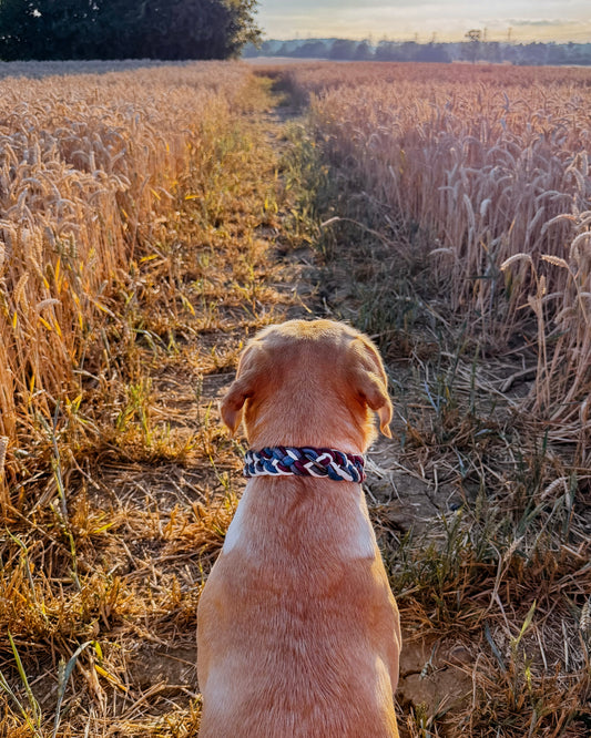 The Colossal Plaited collar