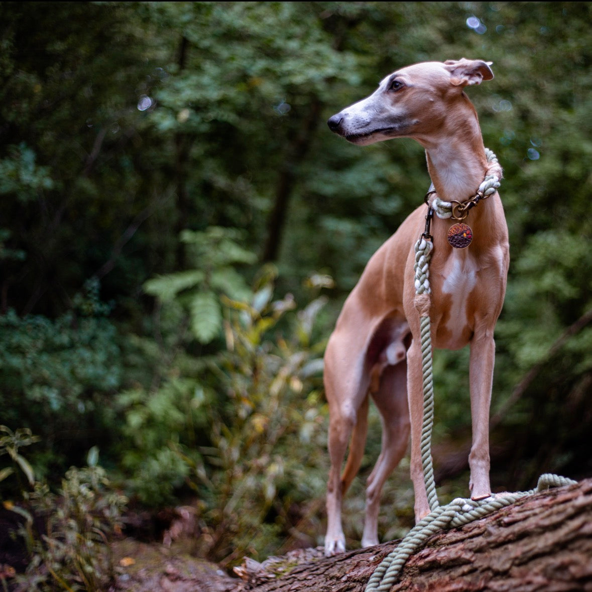 The Standard Rope Lead