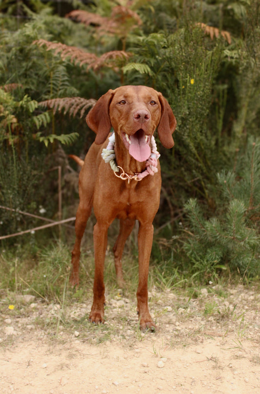Ember, The Dog Collars