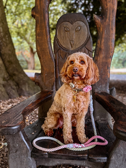 Ember,The Dog Leads